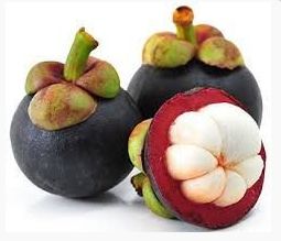 Muda Mangostão ou Mangostim - Roxo Verdadeiro
