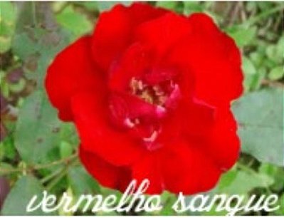Muda Rosa Vermelho Sangue  Enxertada Preste a dar flor