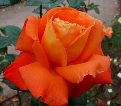 Muda Rosa Laranjada Enxertada Preste a dar flor