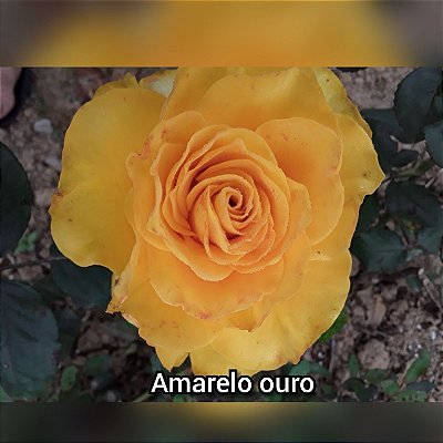 Muda Rosa Amarelo Ouro Enxertada - Prestes a dar Flor