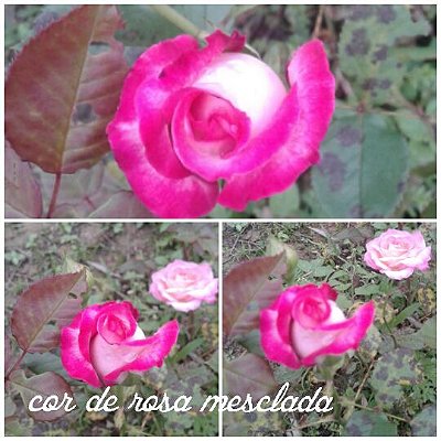 Muda Rosa Pink Mesclada Enxertada Preste a dar flor