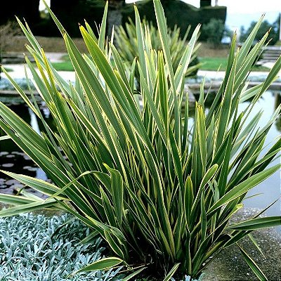Kit  10 Muda formio Varegata (Phormium tenax Variegata)