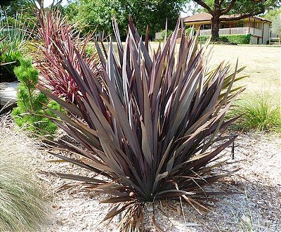 Formio Roxo (Phormium tenax rubrum)