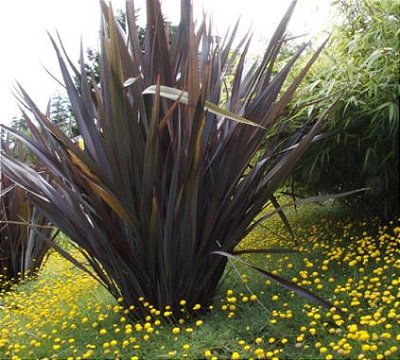 Mudas de Plantas de Forração Jardins-Dancruz Plantas