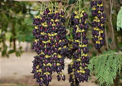 Muda Jade Flor Negra - Raríssima Clonada por Estaca