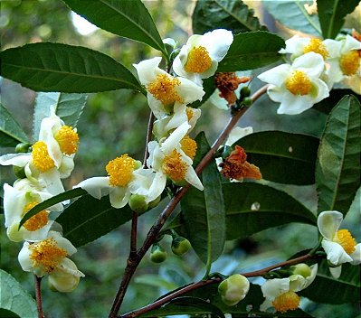 Muda de  - Chá Verde- Camélia Sinensis
