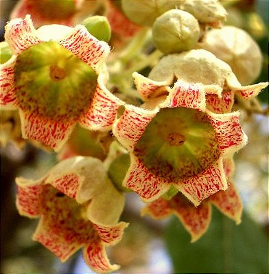 Muda perna-de-moça ou braquiquito (Brachychiton populneus) exótico