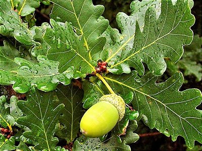 Muda de Carvalho Branco ou Europeu - Quercus Petraea