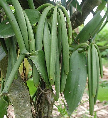 Muda Baunilha  (Vanilla planifolia) clonada de estaca