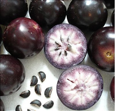 Muda de Caimito ou Abio Roxo