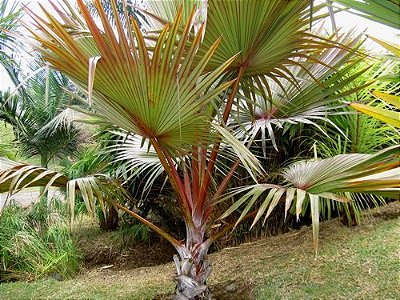 Muda da Palmeira Latânia Rubra - Novidade no Brasil