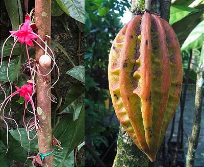 Muda Cacau Jacaré ou Carambola Marron – Herrania Balaensis