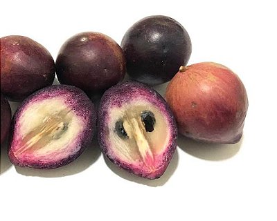 MUDA ABIO ROXO ou CAINITO PARA VASO