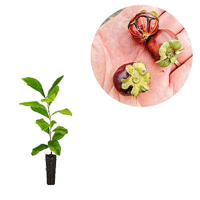 Muda Mini-Caqui da Mata Atlântica – Caquizinho Marron Para vaso