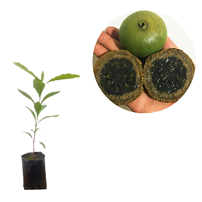 Muda Puruí Graúdo ou Marmelada de Bezerro (Alibertia Edulis) - Muito Doce