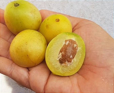 Muda Cajá-Umbú - Spondias tuberosa