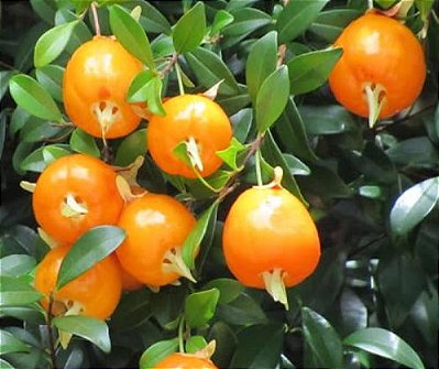 Muda Cereja Amarela do Rio Grande