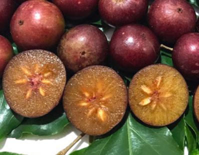 Muda ameixa da india ( flacourtia jangomas )