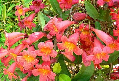 Muda Cipó Cruz (Bignonia capreolata) RARO