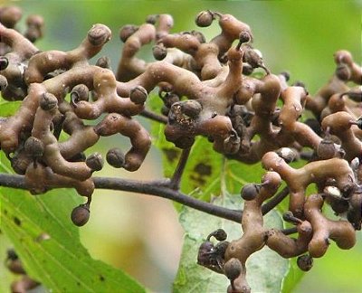 Muda de Uva Japonesa ou Tripa galinha