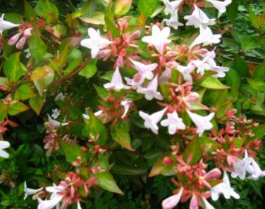 Mudas Da Flor Abélia Cor Branca - Já Florem - Atrai Abelhas
