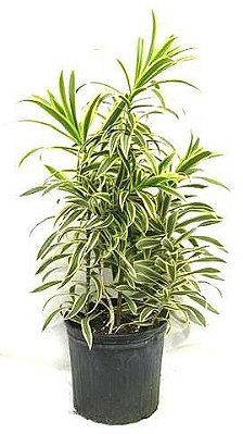 Muda  De Dracena  Pleomele Variegata