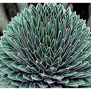 Muda De Agave Regina Agave Victoria Reginae Rainha Vitoria(Novidade)