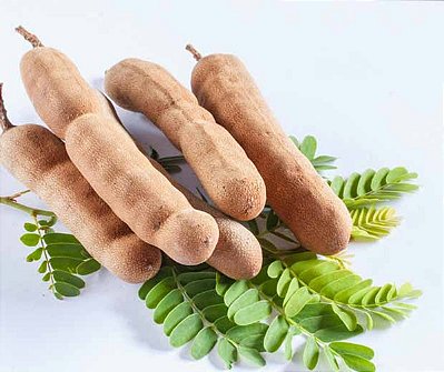 Muda de Tamarindo Doce- NOVIDADE