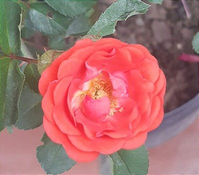 Muda mini rosa arbustiva Cor Laranjada   Enxertada