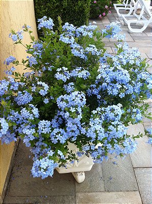 Muda de Flor de São Miguel Azul-Clonadas Ja pode florecer-Dancruz - Dancruz  Plantas