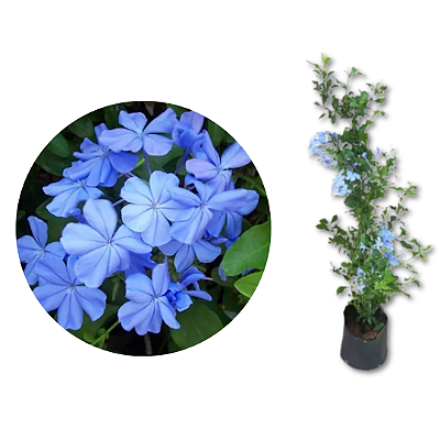 Muda Bela Emília (Plumbago Auriculata) - Azul- Já pode Florecer