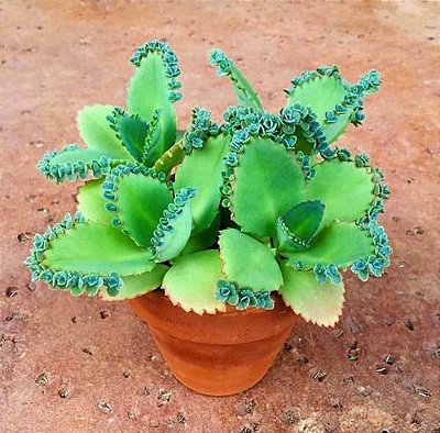 Mudas De Aranto-Kalanchoe Medicinal