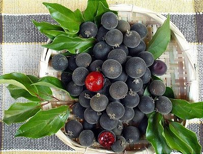 MUDA GROSELHA  NEGRA DO CEILÃO ( Dovyalis hebecarpa ) Raríssima