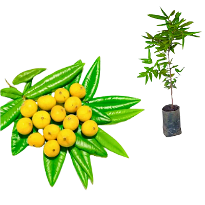 Muda Jabuticaba Cabeludinha ou Jabuticaba Amarela