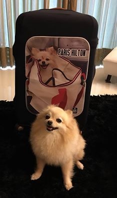 A capa exclusiva: StarBags Personalizada