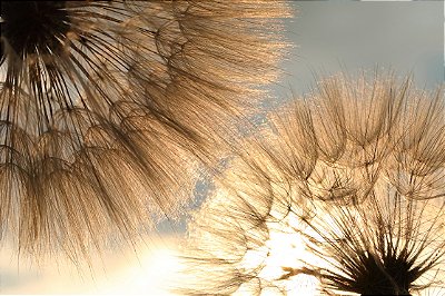 Impressão em tecido Canvas Floral Dente de Leão