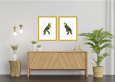 PAPAGAIOS DA FLORESTA