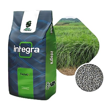 Capim Massai Sementes Incrustadas Facholi Íntegra 10kg