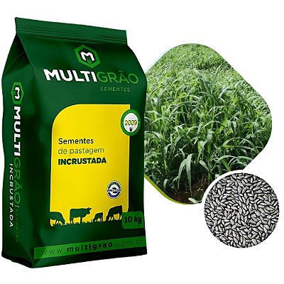 Capim Aruana Sementes Incrustadas 10kg