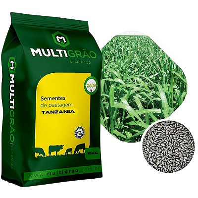 Capim Tanzânia Sementes Incrustadas 10kg