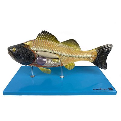 Anatomia do Peixe - TGD-0604