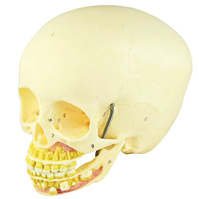 Crânio Infantil com Mandíbula Aberta - TGD-0102-I
