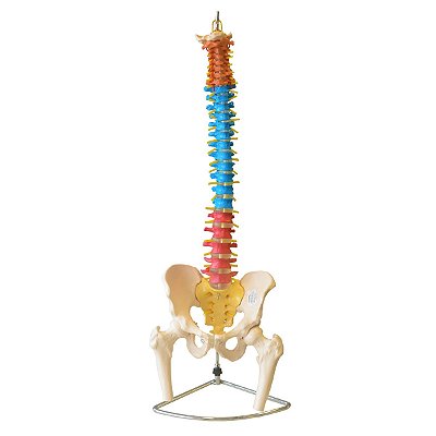 Coluna Vertebral Colorida, em Tamanho Natural  - TGD-0148-C