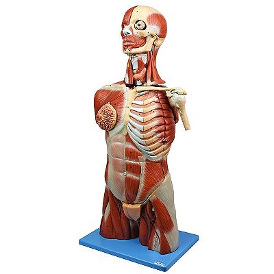 Torso Muscular Luxo com Órgãos Internos, em 41 parte -TZJ-4016-A