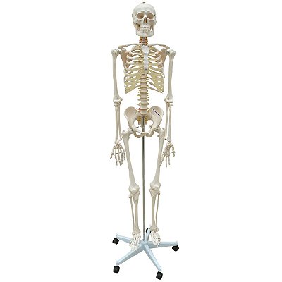 Esqueleto Aproximadamente 170 cm Padrão com Suporte e Base - TGD-0101