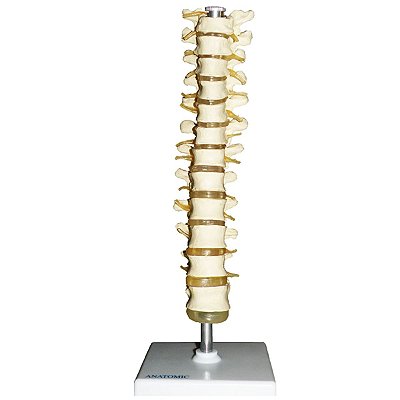 Coluna Vertebral Torácica - TGD-0143-A
