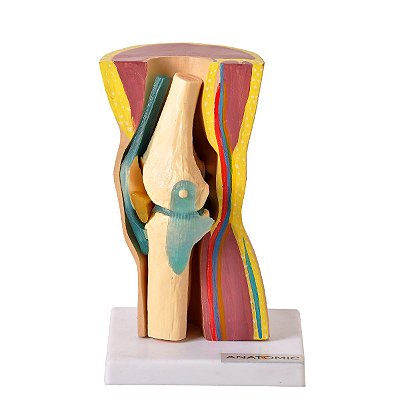 Joelho com Articulação e Musculatura 2 partes - TGD-0164-M
