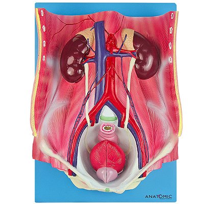 Sistema Urinário Bixessual em 6 Partes - TGD-0328-A