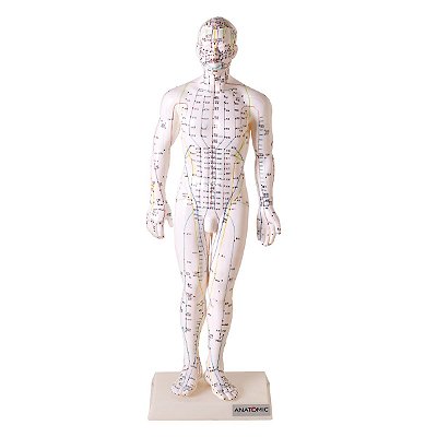 Modelo Acupuntura Masculino 50 cm - TGD-0404