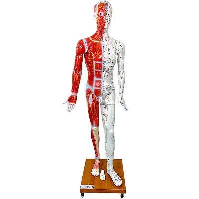 Modelo Acupuntura 178cm - TGD-0408-A